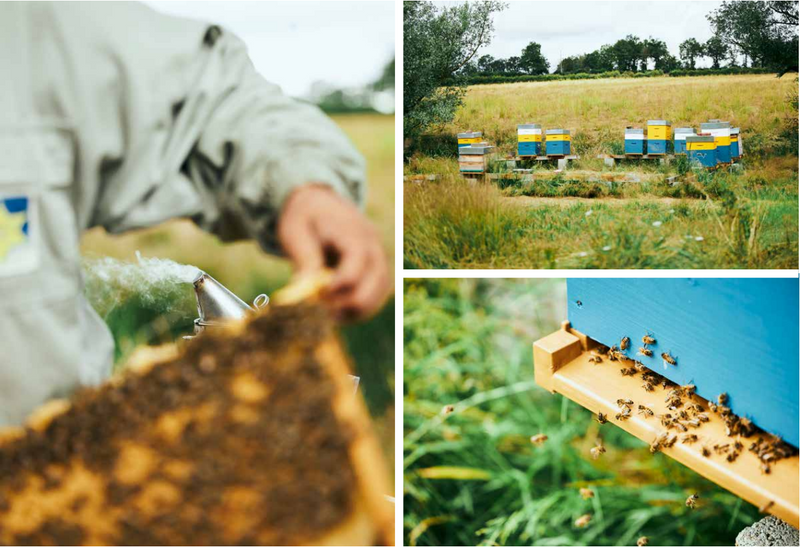 Chestnut Honey from Gard