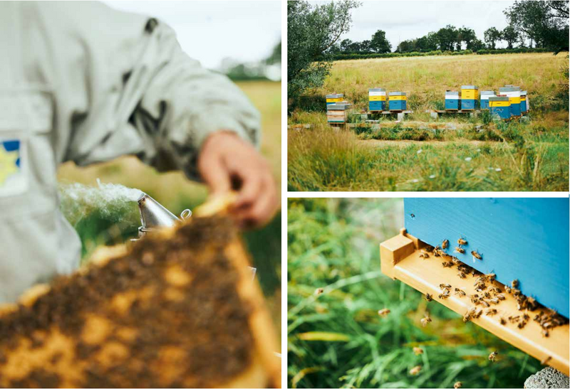 Lavender Honey from Provence