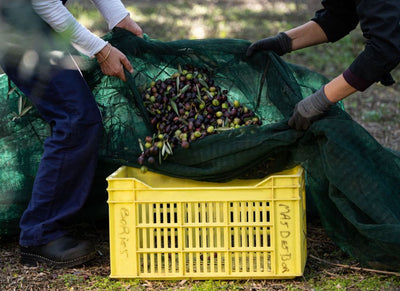 Bouteillan - Single Varietal Extra Virgin Olive Oil