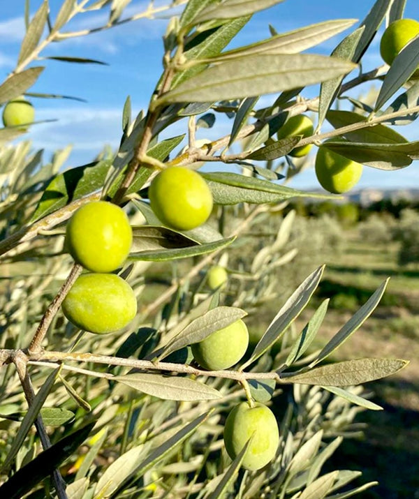 Bouteillan - Single Varietal Extra Virgin Olive Oil